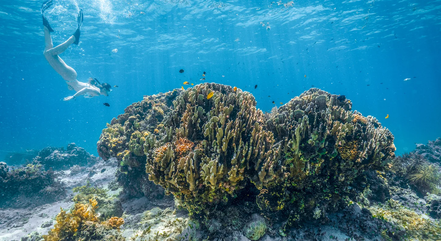 Dive in! Jump overboard to snorkel vibrant coral reefs, swim to secluded beaches or relax on deck with a book. The Tao Experience is a social gathering, but there’s always space to step back, disconnect and find your own rhythm.