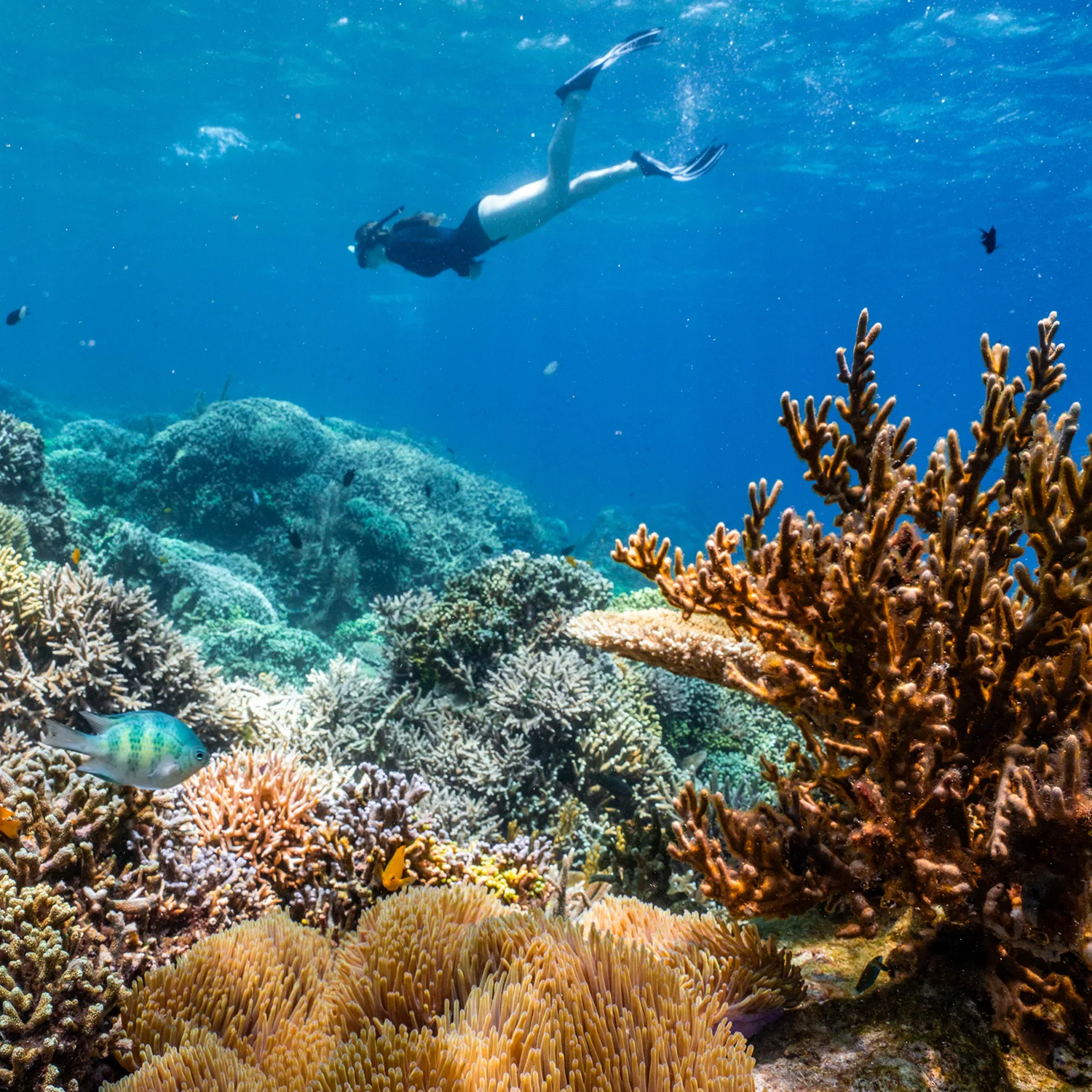 Dive in! Jump overboard to snorkel vibrant coral reefs, swim to secluded beaches, or relax on deck with a book. The Tao Experience is a social gathering, but there’s always space to step back, disconnect and find your own rhythm.